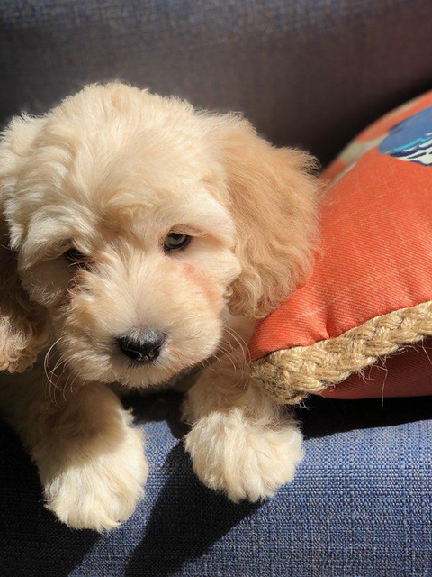 labradoodle for sale