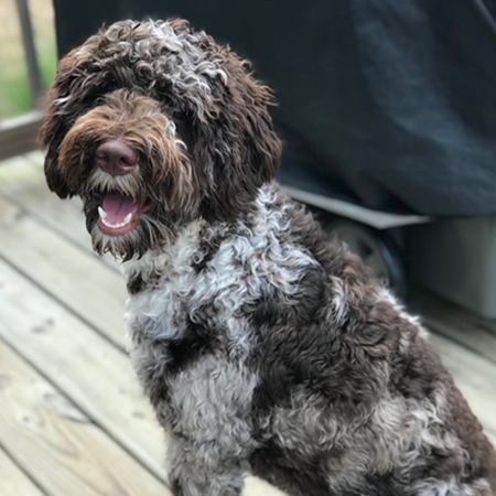 chocolate labradoodle with blue eyes