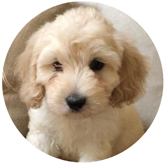 Upcoming labradoodle Litters