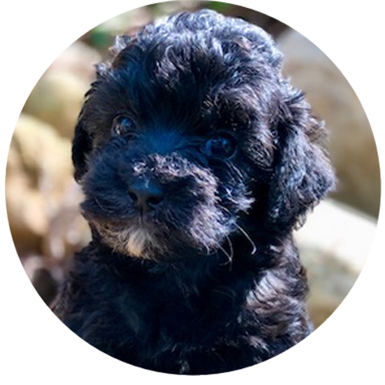 labradoodle Puppy Traing Program