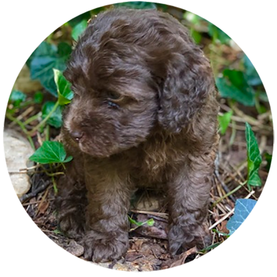 labradoodle Puppy Traing Program