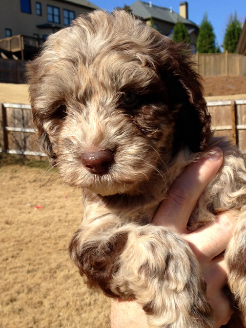 blue merle labradoodle puppies for sale