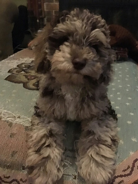 blue merle labradoodle puppies for sale