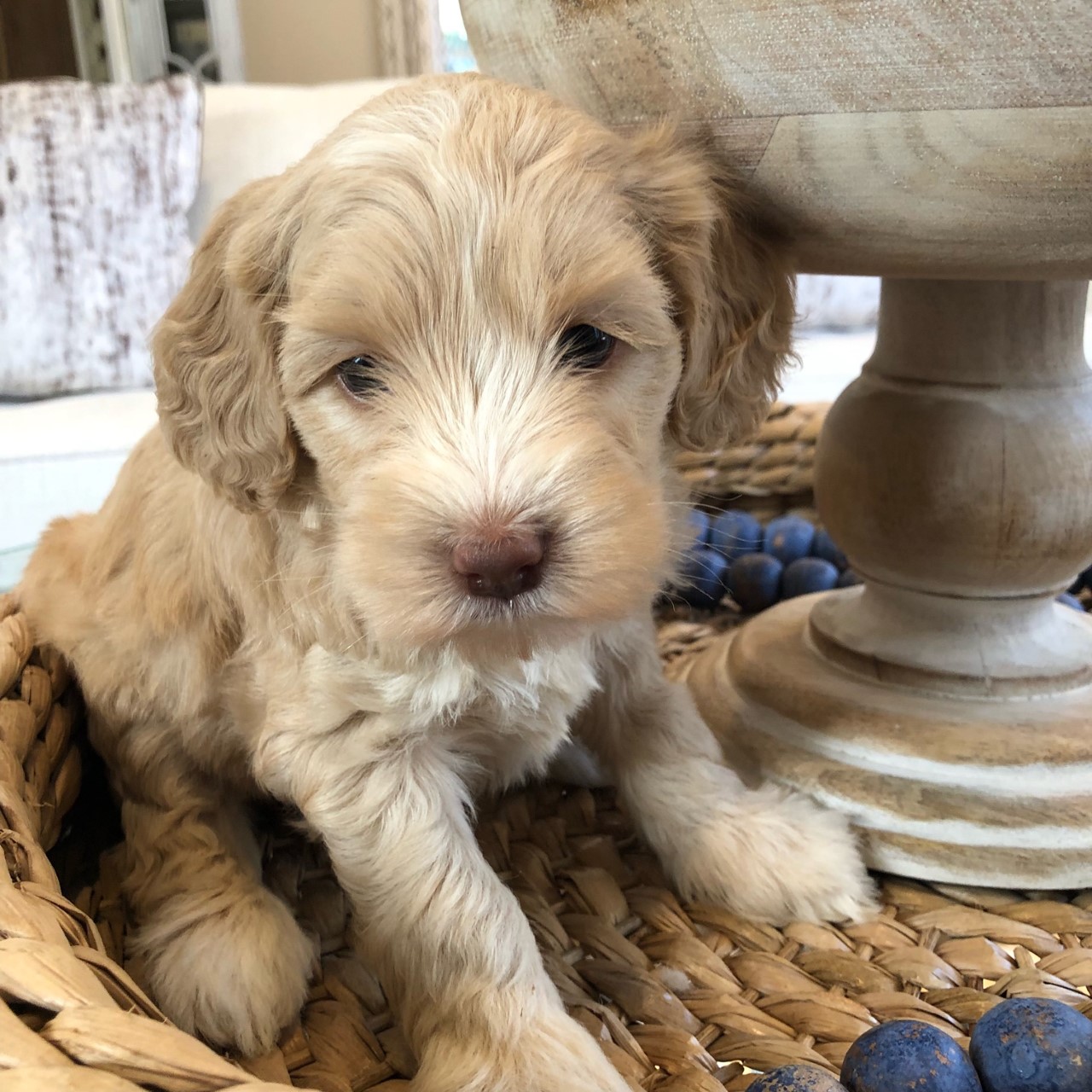 puppy