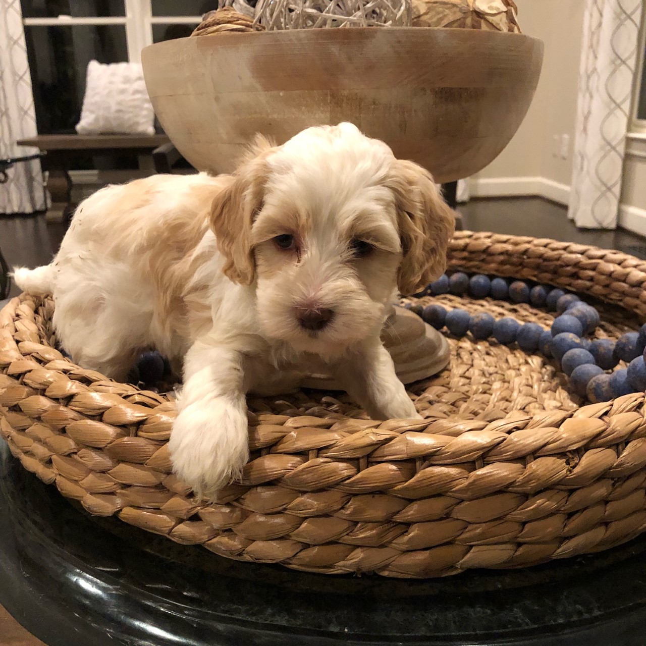 puppy