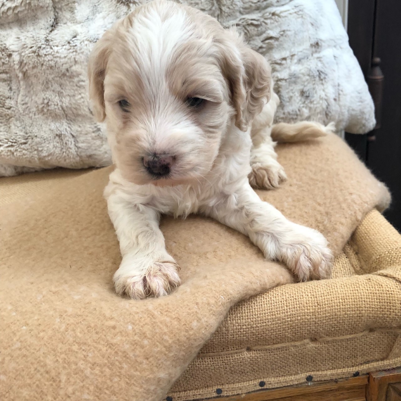 puppy