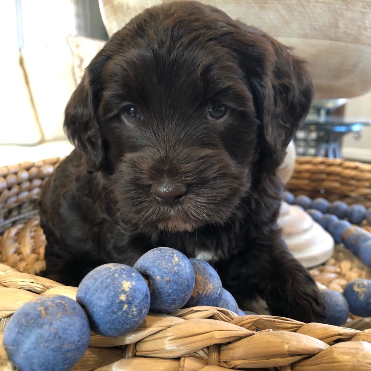 puppy