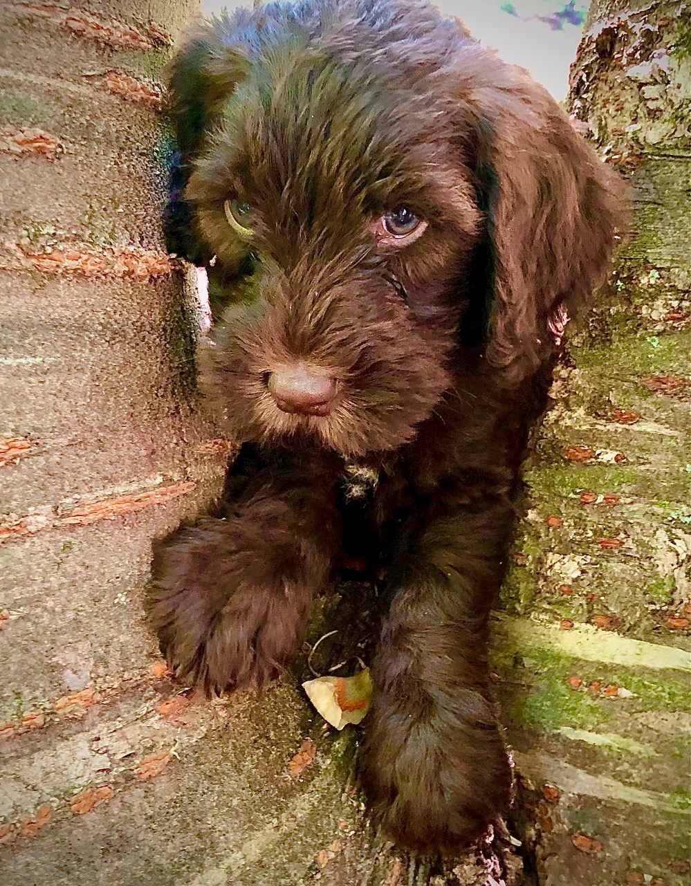 IMG_9616 – available male