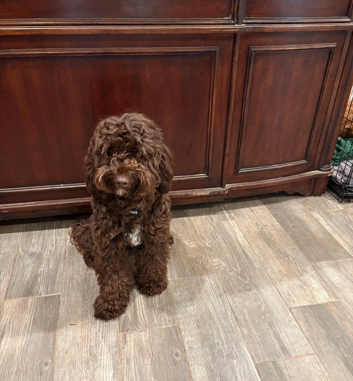 Fluffy brown dog sitting on hardwood floor